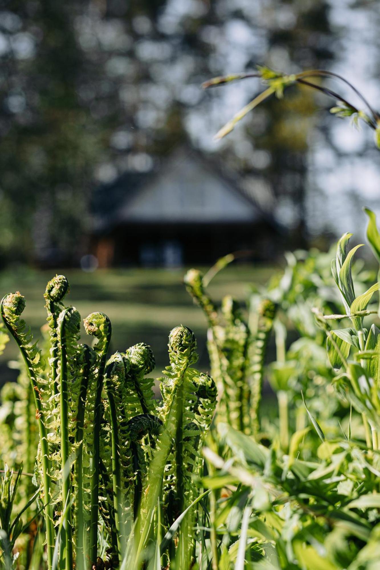 "Gaujmale" Sauna House In Nature Laukbeitini Exteriör bild